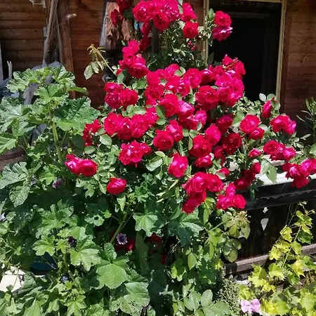 Kuanerhof 2-4 Personen